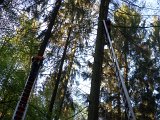 Maibaum_2016 (21).JPG